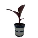 2.5L Canna Lily - Canna tropicanna Black