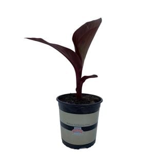 2.5L Canna Lily - Canna tropicanna Black