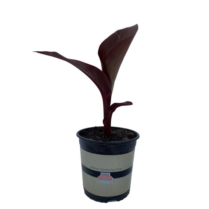 2.5L Canna Lily - Canna tropicanna Black