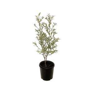 10L Variegated Satinwood - Phebalium squameum Illumination