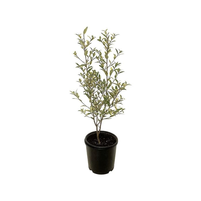 10L Variegated Satinwood - Phebalium squameum Illumination