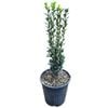 3.3L Japanese Holly - Ilex crenata Sky Pencil