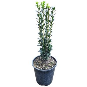 3.3L Japanese Holly - Ilex crenata Sky Pencil