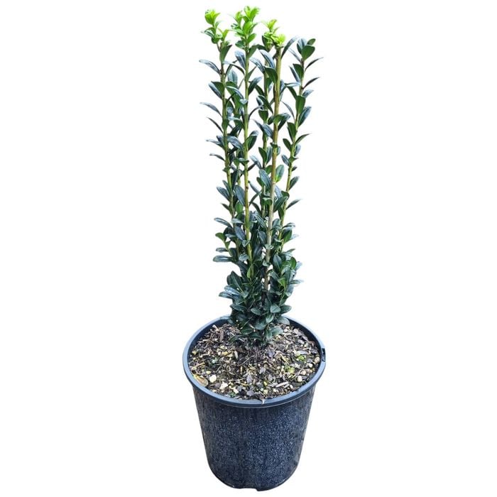 3.3L Japanese Holly - Ilex crenata Sky Pencil