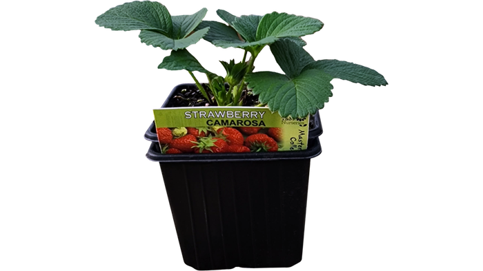 Lowest prices nailed! 10.5cm strawberry plants