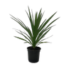 2.5L Cabbage Tree - Cordyline green Goddess