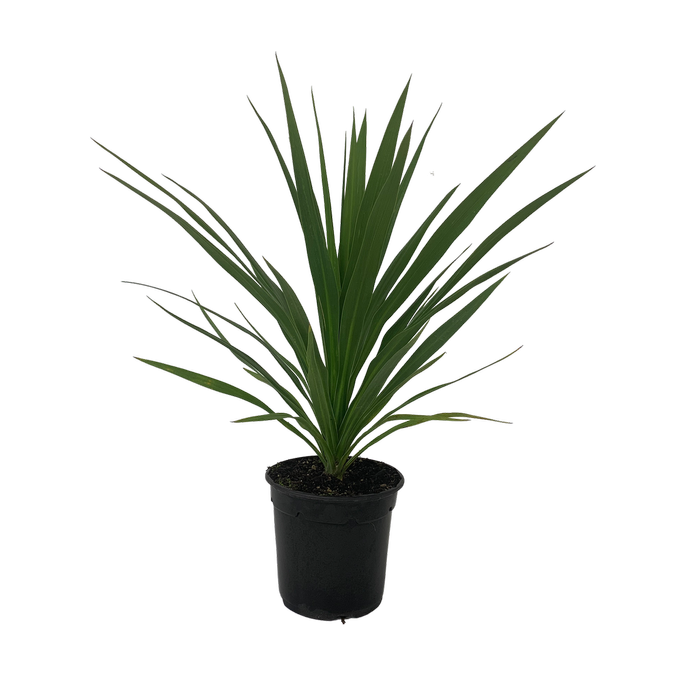2.5L Cabbage Tree - Cordyline green Goddess