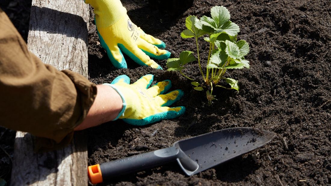Person planting succulents in Yates Dynamic Lifter Soil Improver