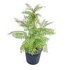 4L Jacaranda - Jacaranda mimisaefolia