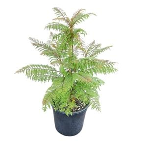 4L Jacaranda - Jacaranda mimisaefolia