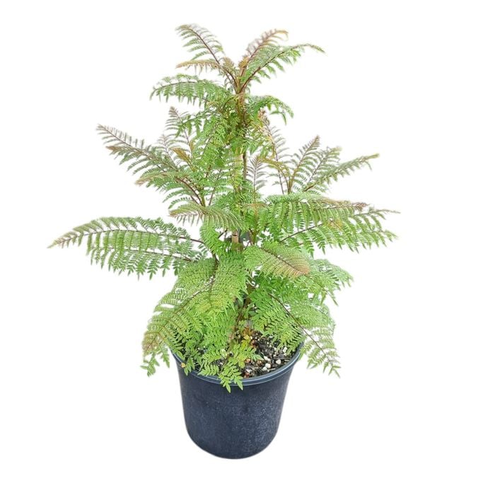 4L Jacaranda - Jacaranda mimisaefolia