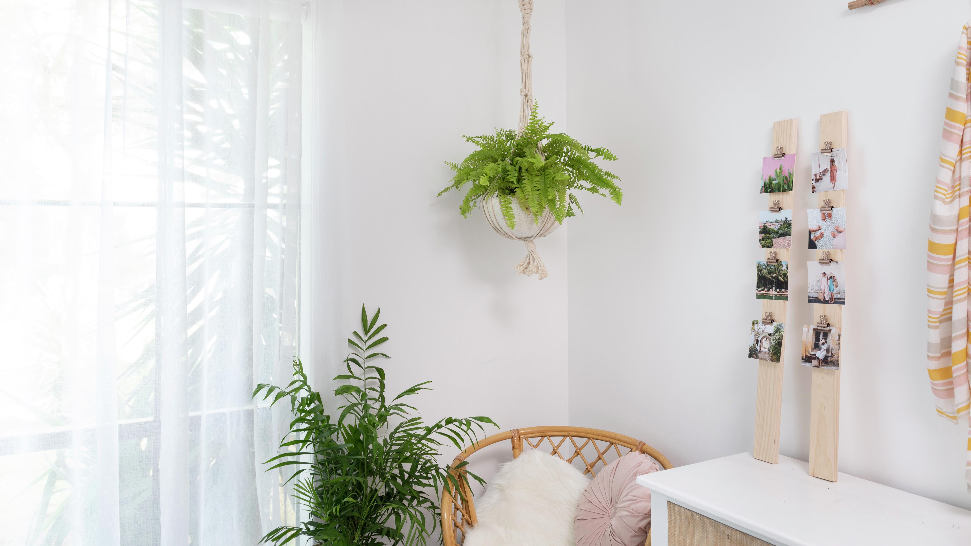 Ceiling hanging plant discount