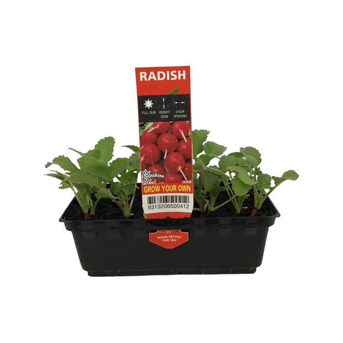 Punnet Raddish - Raphanus sativus