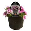 140mm Calipetite Pink Splash - Calibrachoa - Gardening Solutionz 