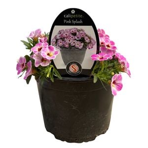 140mm Calipetite Pink Splash - Calibrachoa - Gardening Solutionz 