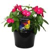 170mm Vinca Rose - Catharanthus roseus