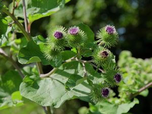 Purple flower and leaves of the burdock plant