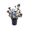 140mm Summer Sky - Ceratostigma plumbaginoides