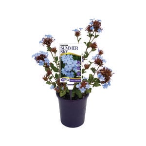 140mm Summer Sky - Ceratostigma plumbaginoides