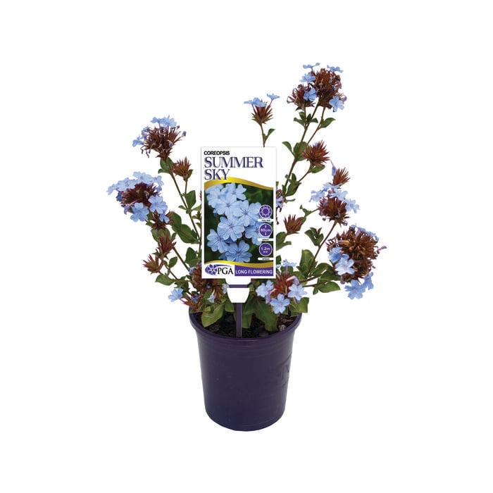 140mm Summer Sky - Ceratostigma plumbaginoides