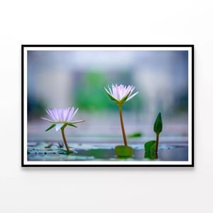 Lotus with Surface of Pond  Print 100% Australian Made 120x90cm  (Poster)