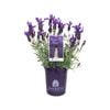 140mm Lavender Violet Lace - Lavandula pedunculata