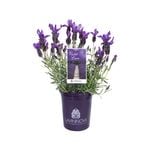 140mm Lavender Violet Lace - Lavandula pedunculata
