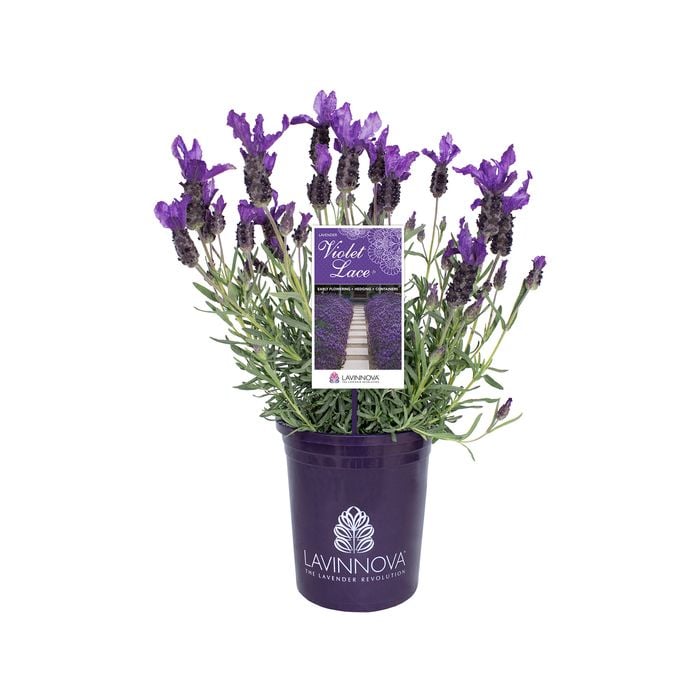 140mm Lavender Violet Lace - Lavandula pedunculata