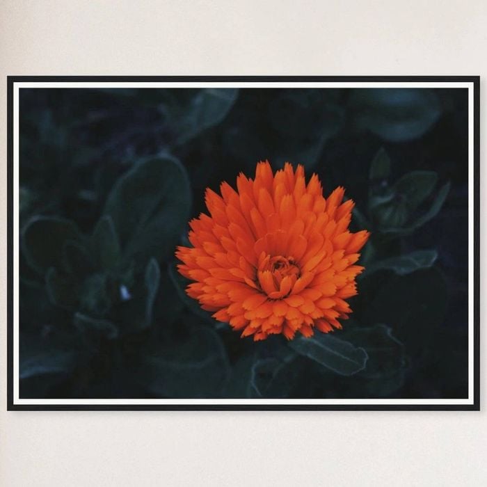 Galrie Kabloom Bright Red Flower Fine Art Photography Print for Home Decor, Black Frame, 70 x 100cm (28 x 40inch)