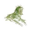 UN-REAL 55cm Green Hoya Linearis Artificial Plant