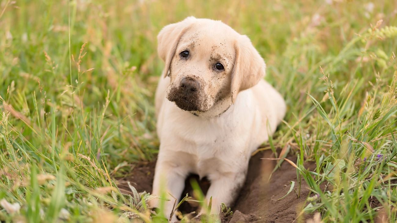 Dirty Labrador retriever puppy relaxing after digging in the garden