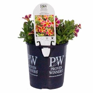 140mm Calibrachoa Superbells Punch Series - Calibrachoa Hybrid