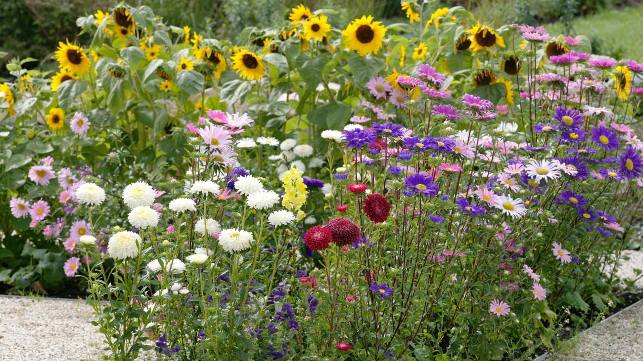 An assortment of colourful flowers grow from an in-ground garden bed