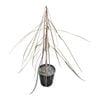 3.3L Lancewood - Pseudopanax Crassifolium
