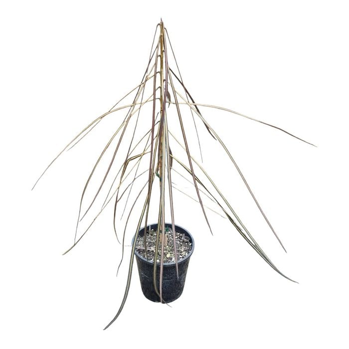 3.3L Lancewood - Pseudopanax Crassifolium