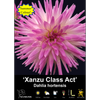 Yarra Valley Bulbs Xanzu Class Act - 1 Pack