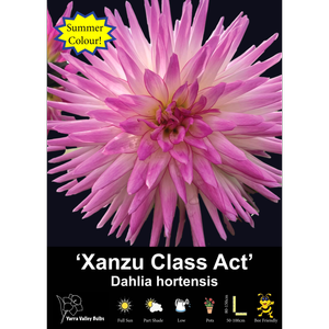 Yarra Valley Bulbs Xanzu Class Act - 1 Pack