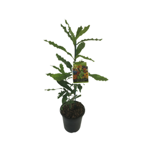 3.3L Macadamia Nelmak - Macadamia hybrid
