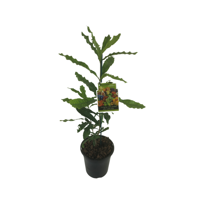 3.3L Macadamia Nelmak - Macadamia hybrid