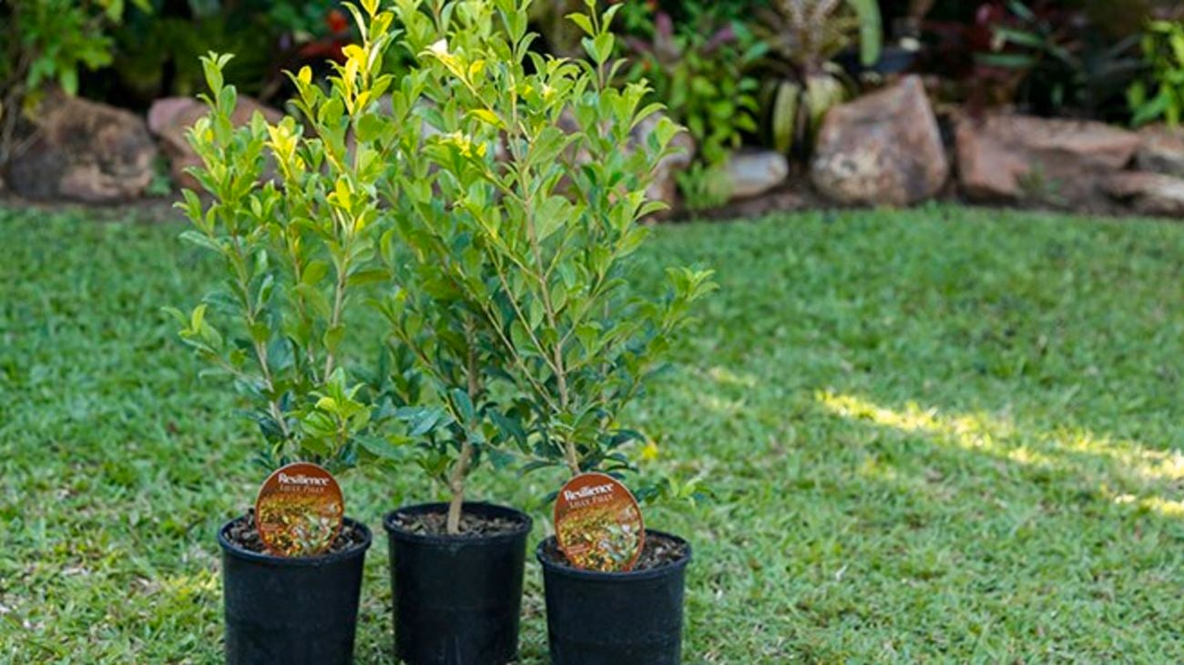  Murraya paniculata in pots.