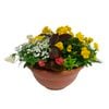 270mm Mixed Annual Plant In Hanging Basket