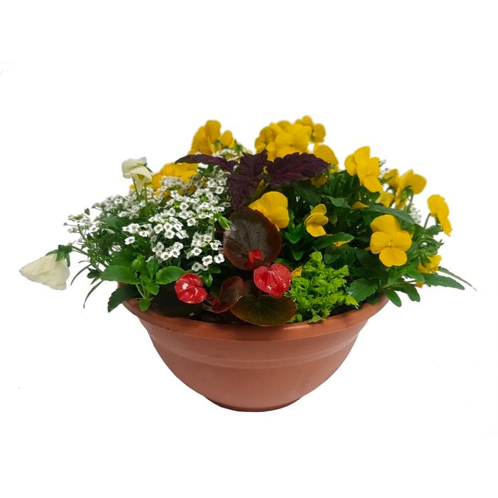 270mm Mixed Annual Plant In Hanging Basket
