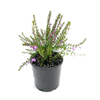 140mm Black Eyed Susan - Tetratheca thymifolia