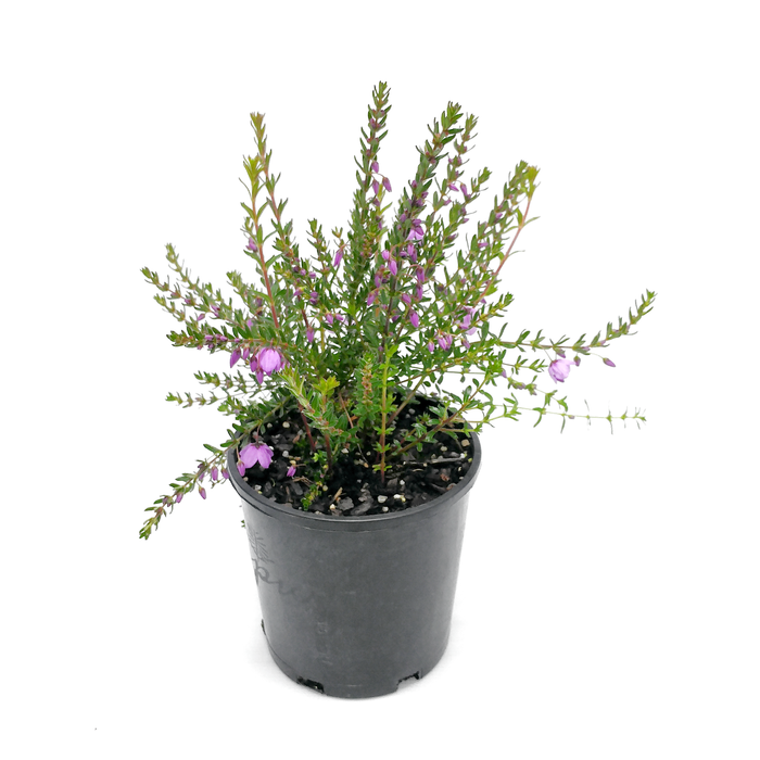 140mm Black Eyed Susan - Tetratheca thymifolia