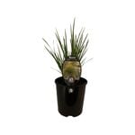 1.9L Lomandra Nyalla - Nyalla Lomandra longifolia