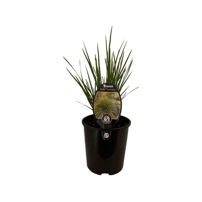 1.9L Lomandra Nyalla - Nyalla Lomandra longifolia