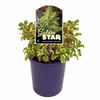 140mm  Coprosma Golden Star