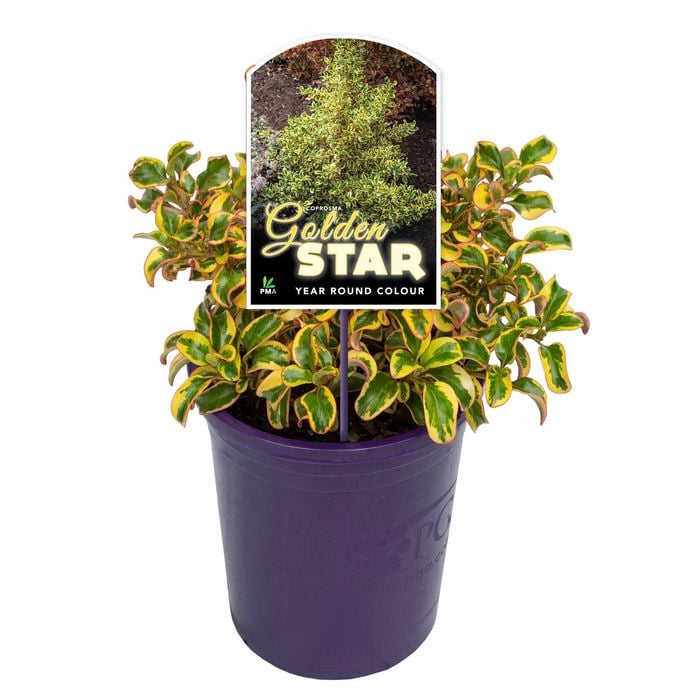 140mm  Coprosma Golden Star
