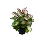 120mm Wax Plant - Hoya Australis Tricolour