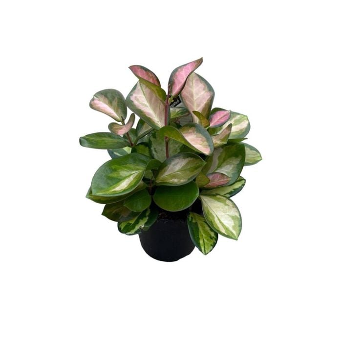 120mm Wax Plant - Hoya Australis Tricolour